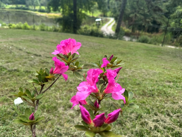 Wild Grace Sanctuary Flowers