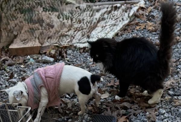 Lily Possum and Miyagi