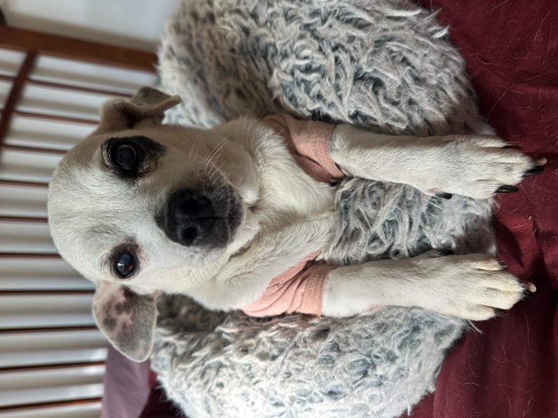 A small pig at the sanctuary